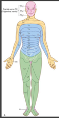 <p>It contains the cell bodies of sensory neurons that innervate the skin.</p>
