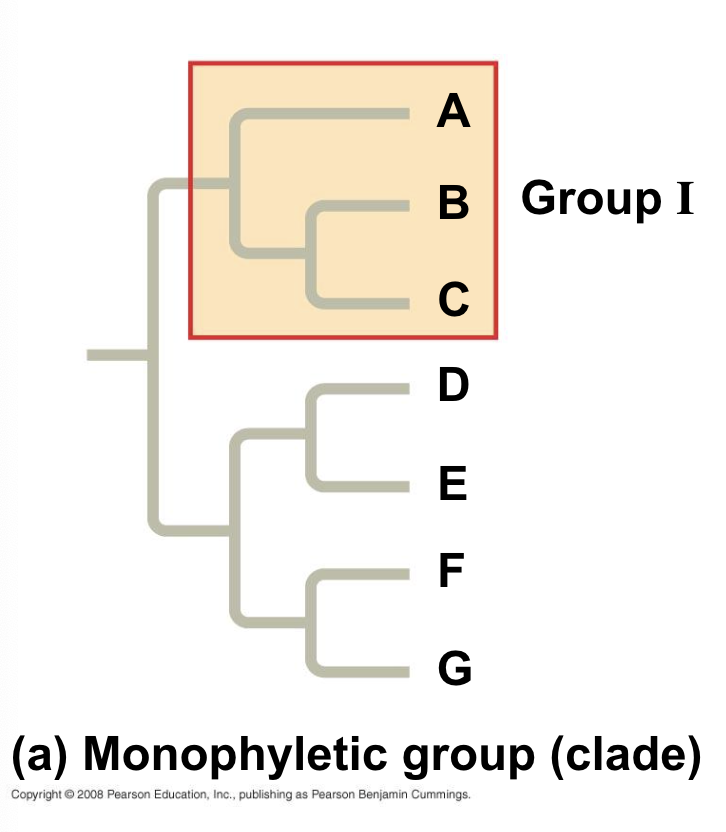 <p>consists of ancestor species and all its descendants </p>