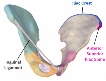 <p>noticeable bump on the lateral end of the ilium that serves as the attachment for the inguinal ligament</p>