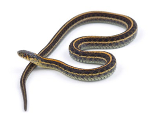 <p>What is the common name of this organism and what class does it belong to?</p>