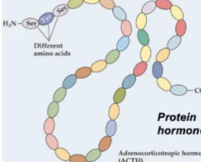 <p>Structural Class of Hormones</p><ol><li><p><strong><u>peptide hormones</u></strong></p></li></ol><ul><li><p>made in advance, stored in ____</p></li><li><p>string of amino acids; e.g. ____</p></li><li><p>released into the plasma to ____</p></li><li><p>bind to receptors on transmembrane</p></li><li><p>specificity is determined by presence and availability of the receptor</p></li><li><p>relatively ____</p></li></ul><p></p>