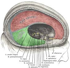 <p>anterior- crista galli</p><p>posterior- internal occipital protuberance </p><p>superior- internal surface of calvaria along the sagittal suture </p>