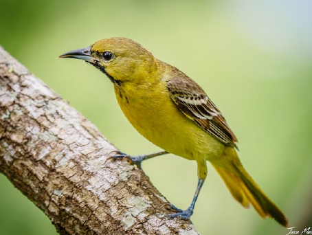 <p>What is the common name of this female bird?</p>