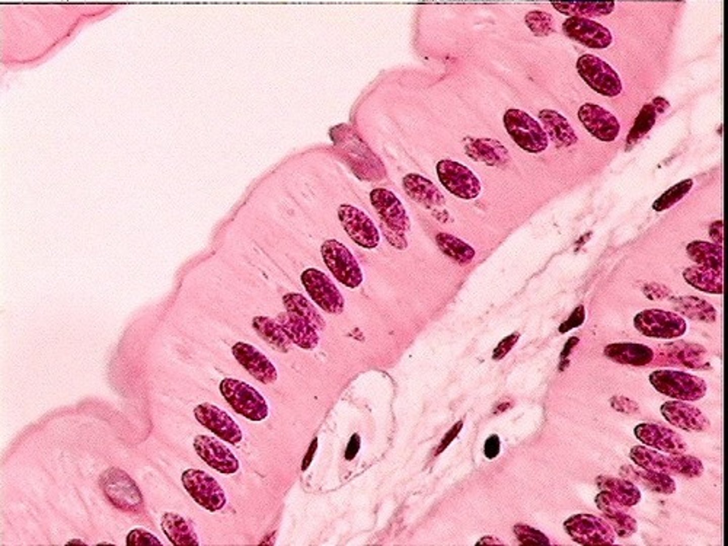 <p>another name for this cell, other than columnar, is what?</p>