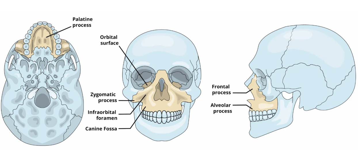 <p>what is the maxilla?</p>