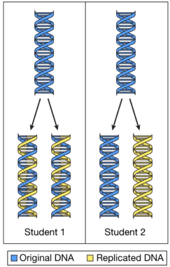 <p>Two students are having a debate in class about how is replicated in the cell. They each draw a model to show how they think is replicated. The figure shows the models created by Student 1 and Student 2. Which of the following statements indicates the correct model and provides the appropriate reasoning?</p><p>(A) Student 1’s model is correct. replication produces two copies that each contain one of the original strands and one new strand. </p><p>(B) Student 1’s model is correct. replication leaves the two original strands together in a double helix and produces a copy composed of two strands. </p><p>(C) Student 2’s model is correct. replication produces two copies that each contain one of the original strands and one new strand. </p><p>(D) Student 2’s model is correct. replication leaves the two original strands together in a double helix and produces a copy composed of two new strands</p>
