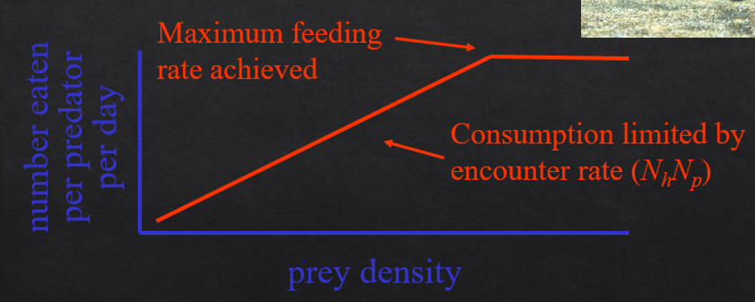 <p>Consumption increases linearly with density</p><p>Based on random encounters used in the Lotka Voltera model</p><p>Consumption is limited by the prey encounter rate</p><p>Not really representative of nature ( ignores biological constraints like sleep, satiation, time constraints)</p>