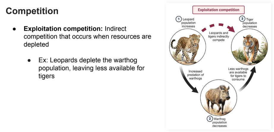 <p><strong>Indirect competition </strong>that occurs when <strong>resources </strong>are <strong>depleted</strong></p><ul><li><p>Ex: Leopards <strong>deplete the warthog population</strong>, leaving less available for tigers</p></li></ul><p></p>