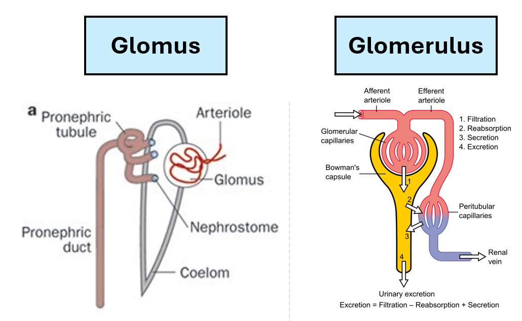 <ul><li><p>‘ball of yarn’ - small fenestrated capillaries</p></li><li><p>Glomus in cyclostomes</p></li></ul><p></p>