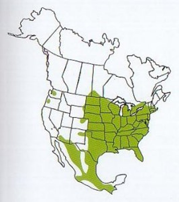 <p>Eastern cottontail</p><p>herbaceous plants in summer, woody in winter</p><p>brush, old fields, woods</p><p>tularemia</p>