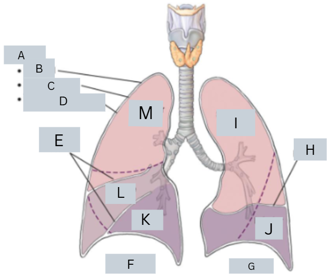 <p>label anatomy</p>