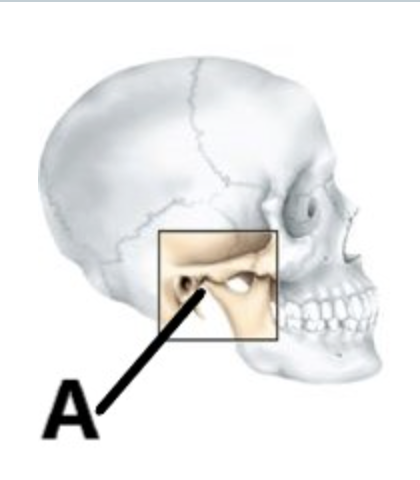 <p>the arrow labeled A in this figure of the skull is pointing out the ____ joint</p>
