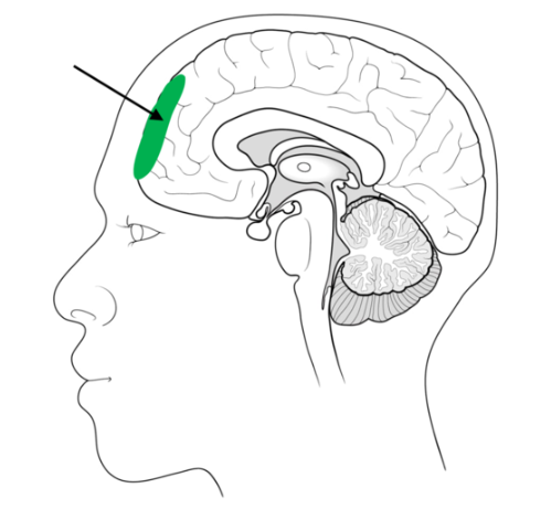 <p><span>The area of the brain indicated by the arrow (highlighted in green) is associated with:</span></p>