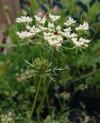 <p>Daucus carota height</p>