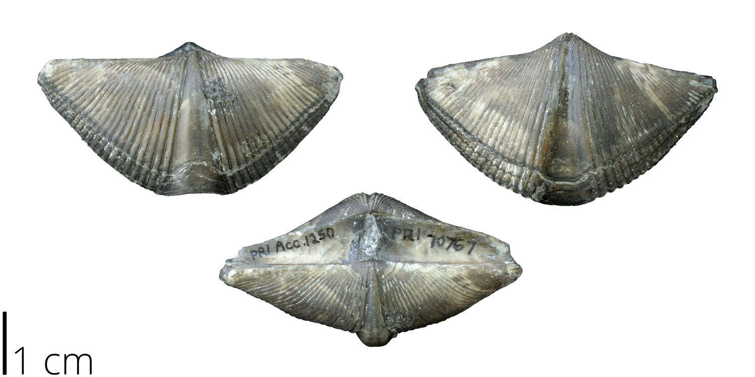 <p>Is this an articulate or inarticulate brachiopod?</p>