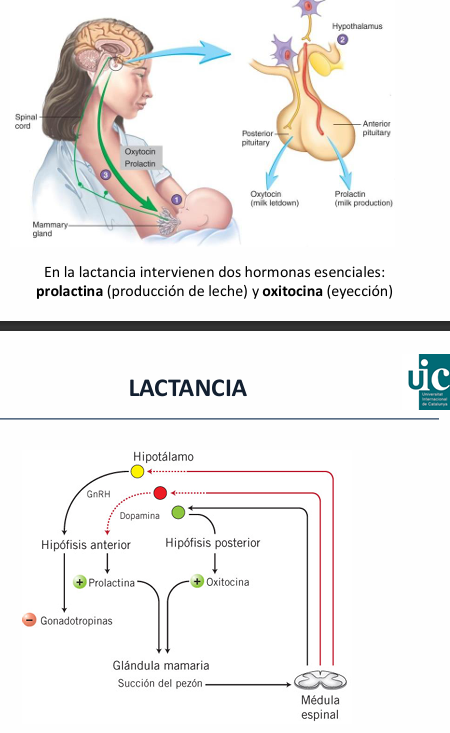 <p>La prolactina no solo estimula la producción de leche, sino que <strong>interfiere con el eje hormonal reproductivo</strong></p><ul><li><p>Inhibe la secreción de la hormona liberadora de las gonadotropinas (GNRH) (por el hipotálamo)</p></li><li><p>Disminuye la liberación de las gonadotropinas hipofisarias, FSH,y LH, lo que impide la ovulación</p></li></ul><p>Después de varios meses, la hipófisis comienza a secretar de nuevo suficientes hormonas gonadotropinas para reemplazar el ciclo sexual mensual aunque la lactancia continúe. </p><ul><li><p>La prolactina a nivel del hipotálamo inhibe la producción de GNRH, inhibiendo la producción de LH y FSH en la hipófisis, haciendo que el ciclo ovárico no empiece a funcionar. Es por ello que durante la lactancia la mujer presenta amenorrea. Cuando la madre deja de hacer la lactancia materna el ciclo ovárico vuelve a empezar.</p></li></ul><p></p>