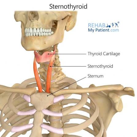 <p>O: thyroid cartilage</p><p>I: manubrium of sternum</p><ul><li><p>not attached to hyoid bone</p></li></ul><p>A: depress larynx</p><p></p>
