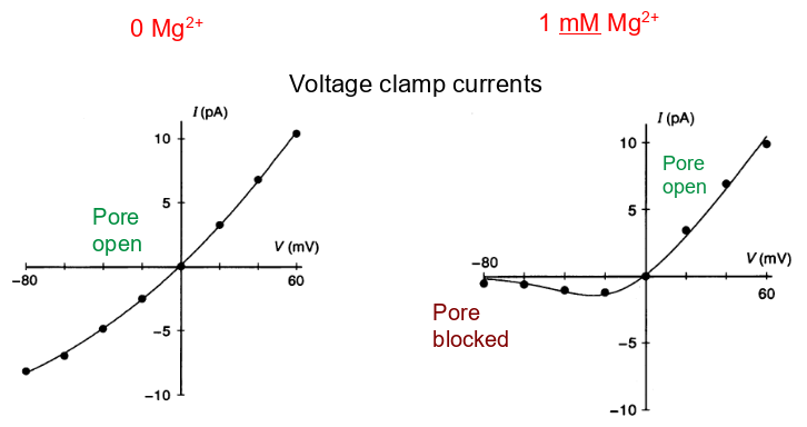 <p>in normal Mg lvls, more are driven into channels and block them at -ve voltages, increasingly popped out at +ve voltages (compared to V rest)</p>