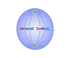 <p>-Sister chromatids line up at metaphase plate </p>