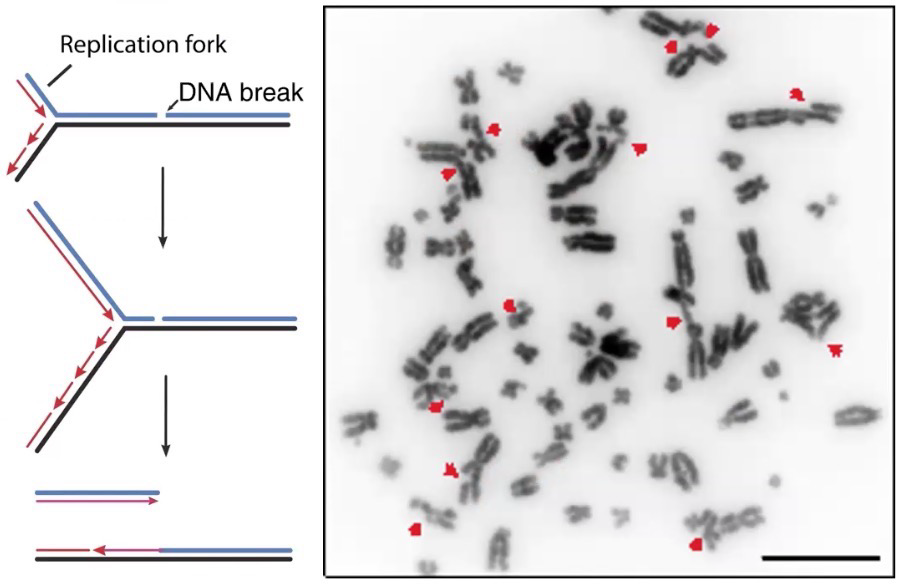 <p><strong>Ionizing radiation</strong>: High-energy radiation that can release electrons from atoms generating ions which can break covalent bonds (Cosmic rays, X-rays, and radioactive materials)</p><p><strong>Single-strand break (nick)</strong></p><p><strong>Double-strand break </strong>(May be staggered breaks)</p><p>Also causes damage to bases at break sites, meaning <strong>DNA</strong> <strong>ligase</strong> cannot process the breaks back together (All damaged bases must be removed before breaks can be reattached</p>