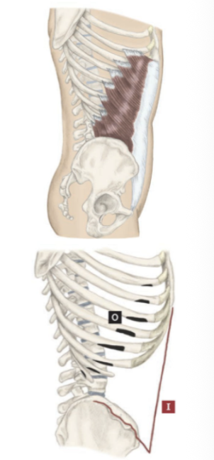 <p>What muscle is this?</p>