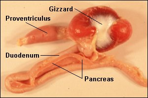 <ul><li><p>have a glandular stomach or <strong>proventriculus</strong> and a muscular stomach or <strong>gizzard</strong></p></li><li><p>gizzard is disk shaped, very muscular and in many birds contain small stones that facilitate grinding of foodstuffs</p></li><li><p>one of the gizzards <strong>two orifices</strong> recieves<strong> ingesta</strong> from the proventriculus and the<strong> other empties</strong> into the duodenum</p></li><li><p>a cycle of contractions involving 2 stomachs force feed back and forth between two grinding it and <strong>increasing exposure to digestive enzymes</strong></p></li><li><p>also periodic<strong> retropulsion</strong> of duodenal contents back into the stomach</p></li><li><p>final type of motility is seen in <strong>regurgitation</strong> of pellets of bone, hair and feathers from the stomach of raptors</p></li><li><p>proventriculus is where digstion is initiated and ts epithelium contains <strong>tubular glands</strong> which secrete mucous and<strong> gastric glands</strong> secrete hydrochloric acd and pepsin</p></li><li><p>the gizzard mechanically massages and grinds food to reduce its size and increase surface area, and is the location of action of HCl and pepsin</p></li><li><p>gizzars is consisted of 2 pairs of smooth muscles arranged n disticnt bands that both originate and terminate ofn a <strong>circular tendon</strong> which provide mixing and grinding actions during contraction</p></li><li><p>these muscles have a high myoglobin concentration</p></li><li><p>interior lining of the gizzard contain <strong>deep tubular glands</strong> that prodce protein rich secretion that hardens into rods which forms the <strong>cuticle linng</strong></p></li><li><p><strong>pyloric fold </strong>separates the gizzard from the small intestine</p></li></ul><p></p>