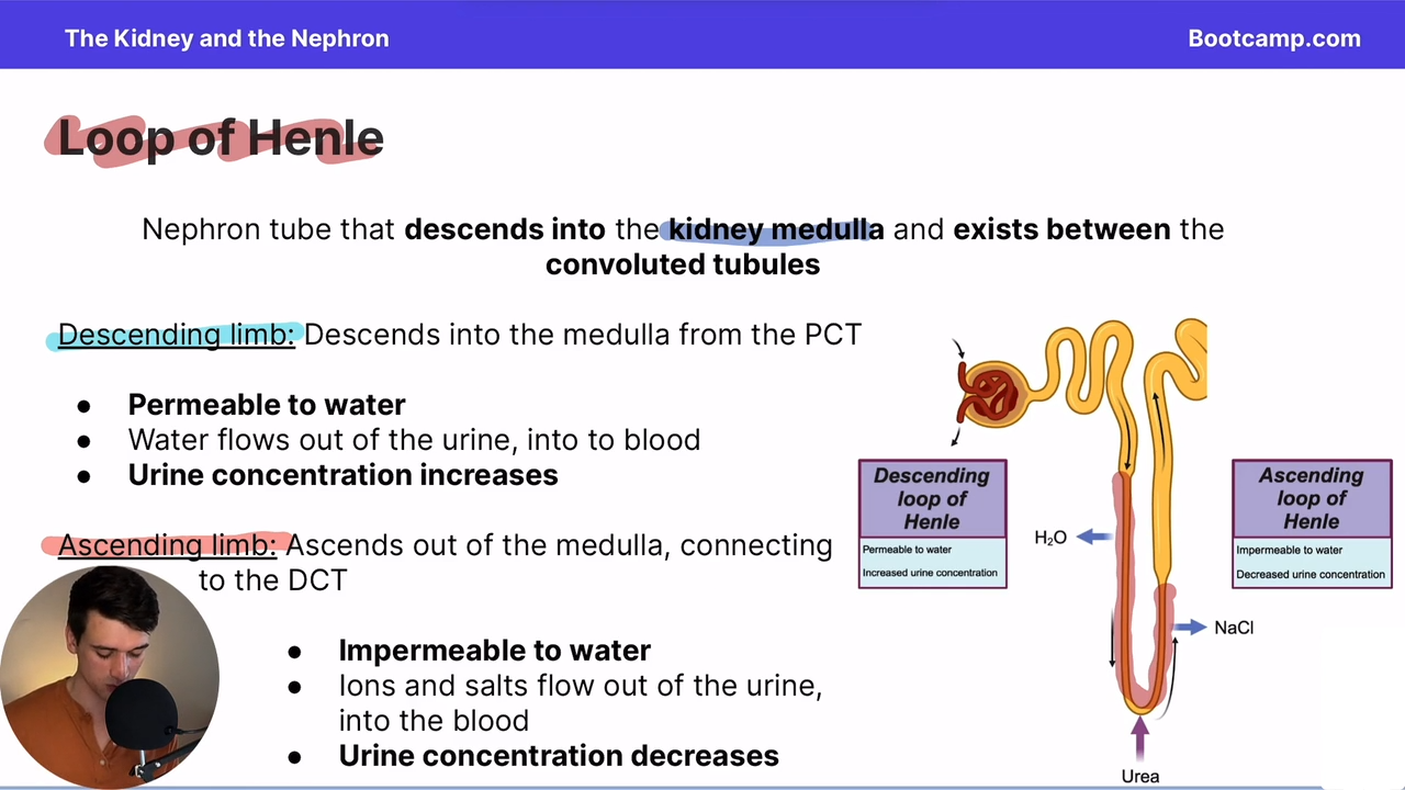 <p>nephron tube that decends into the kidney medula and exists between the proximal convoluted tubules and distal convoluted tubules </p>