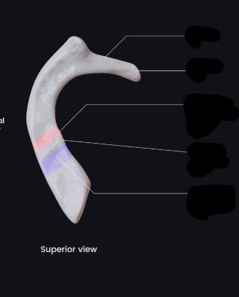 <p>Fill in the missing labels for the first rib</p>