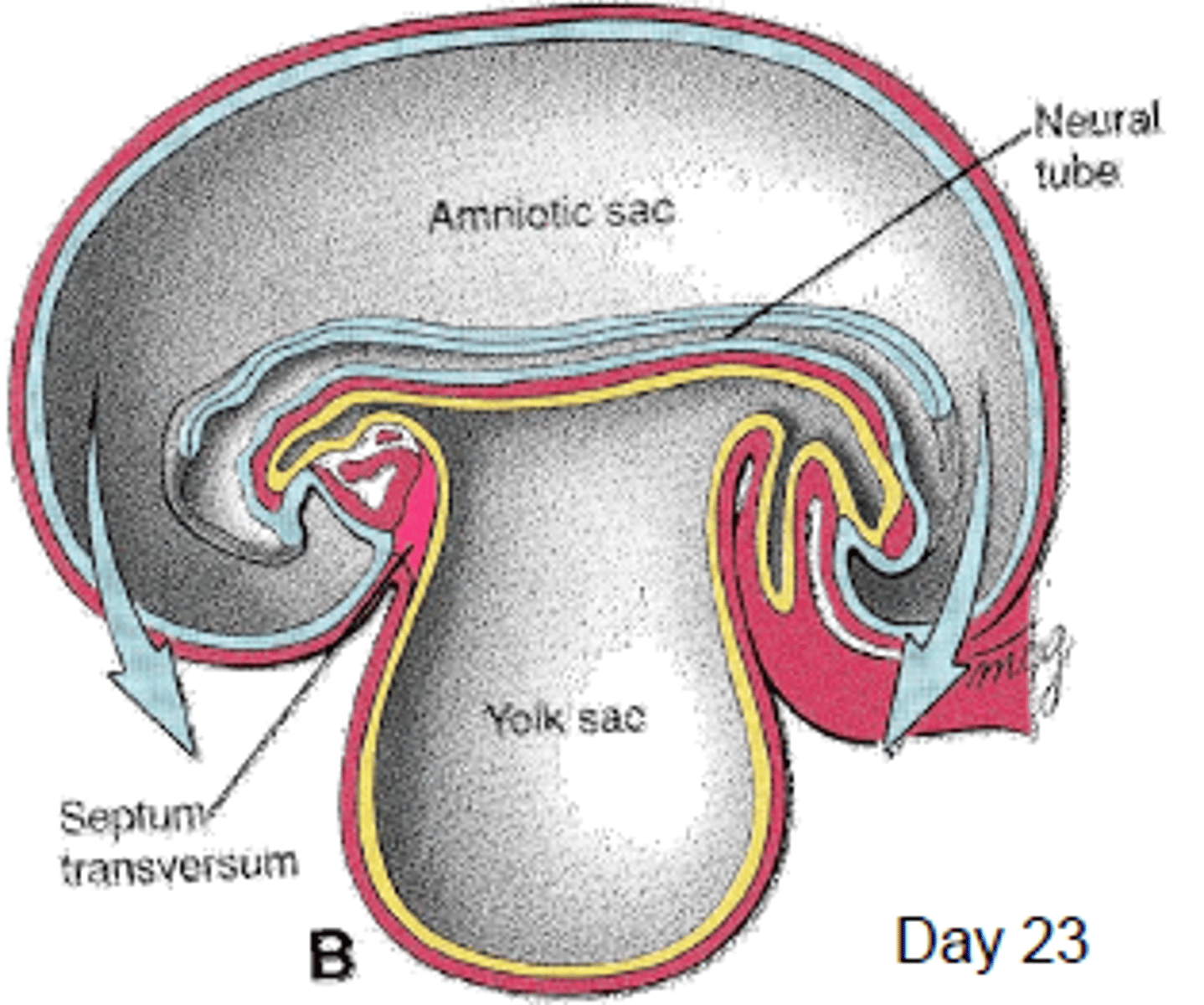 <p>Head-to-tail folding that establishes basic body plan and positions organs.</p>