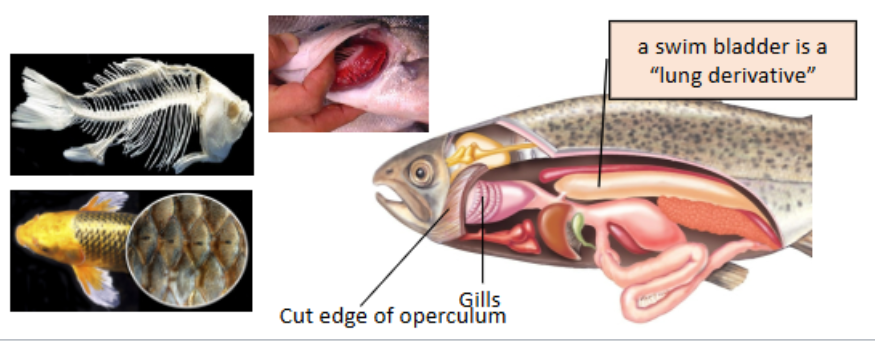 <p>• includes both ray-fin fish &amp; lobe-finned fish</p><p>• usually oviparous w/ external fertilization</p><p>• skeletons remain mostly ossified (mineralized)</p><p>• flat scales &amp; slime protect &amp; reduce drag</p><p>• operculum (gill cover) protects &amp; helps pump water over gills</p><p>• lungs modified into swim-bladder for buoyancy</p>