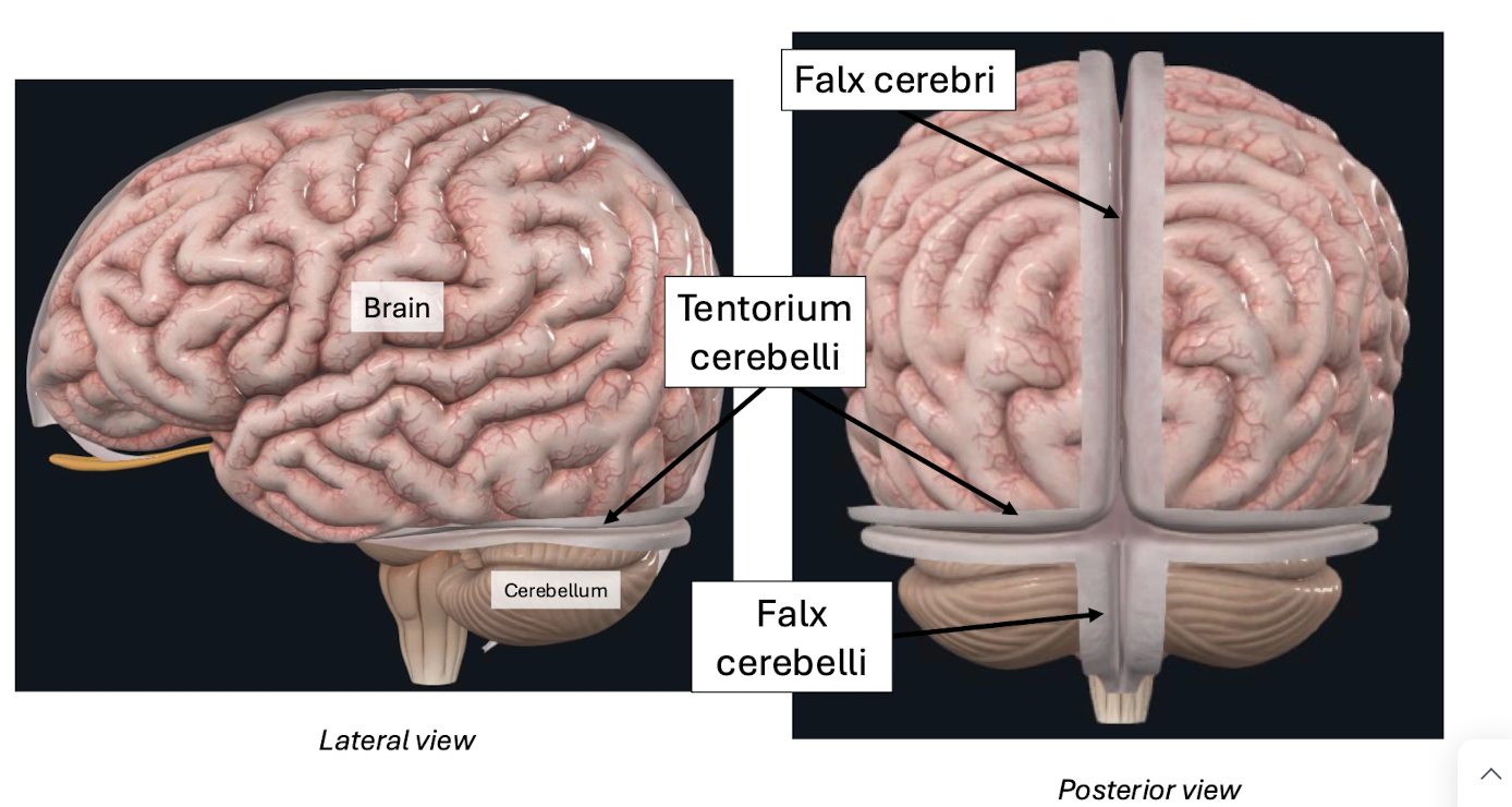 <p>The three invaginations that support the brain</p>