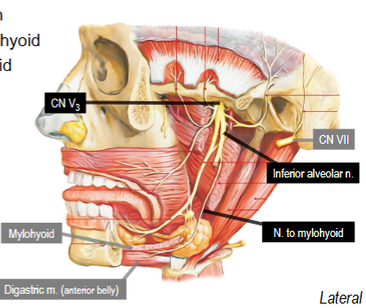 <p>Innervates mylohyoid and anterior belly of digastric</p>