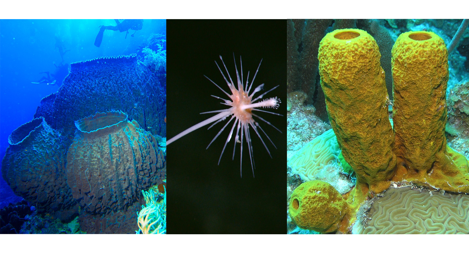 <p><strong>Class </strong>of sponges with spicules composed of silica, spongin fibers, or both</p>