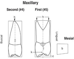 <p>Do maxillary first or second premolars have buccal and lingual cusps almost the same length?</p>