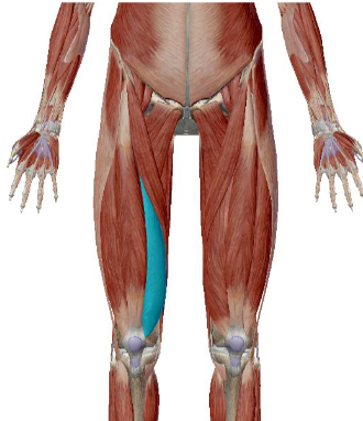 <p>what muscle is this</p>