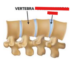 <p>Q: The …… consists of fibrocartilage located between adjacent vertebrae. </p><p>A. Interarcuate ligament </p><p>B. Intervertebral disc </p><p>C. Synovial joint </p><p>D. Vertebral arch</p>