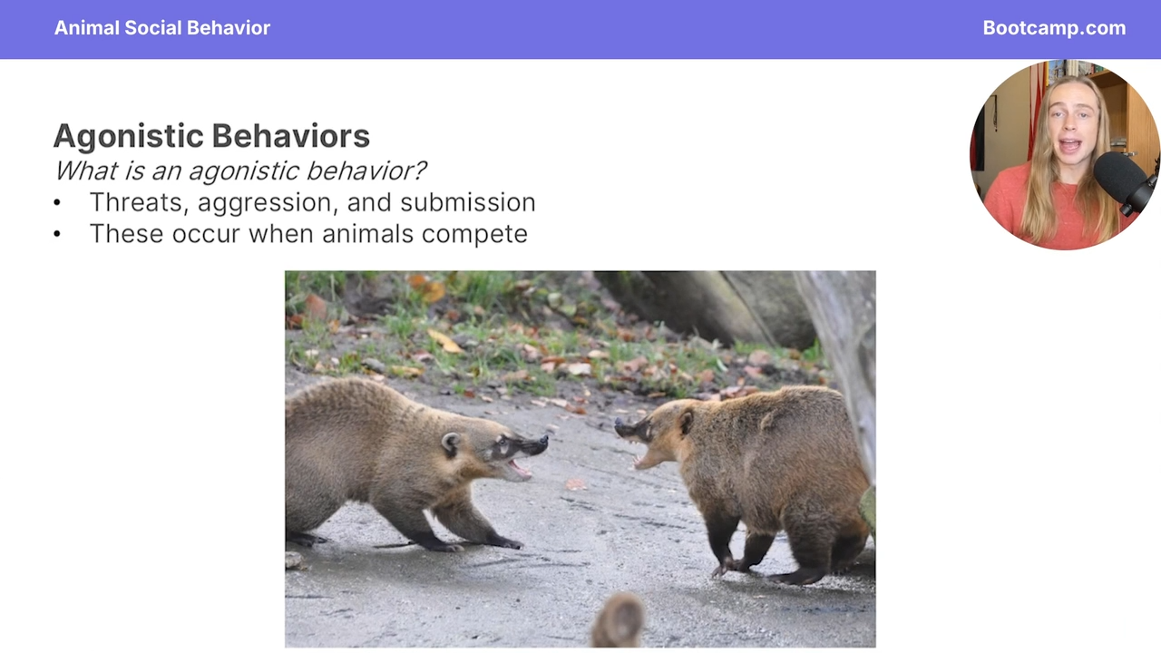 <p>Threats aggresion and submsion </p>