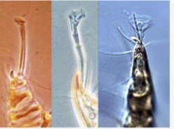 <p>How can pedicels help you identify?</p>