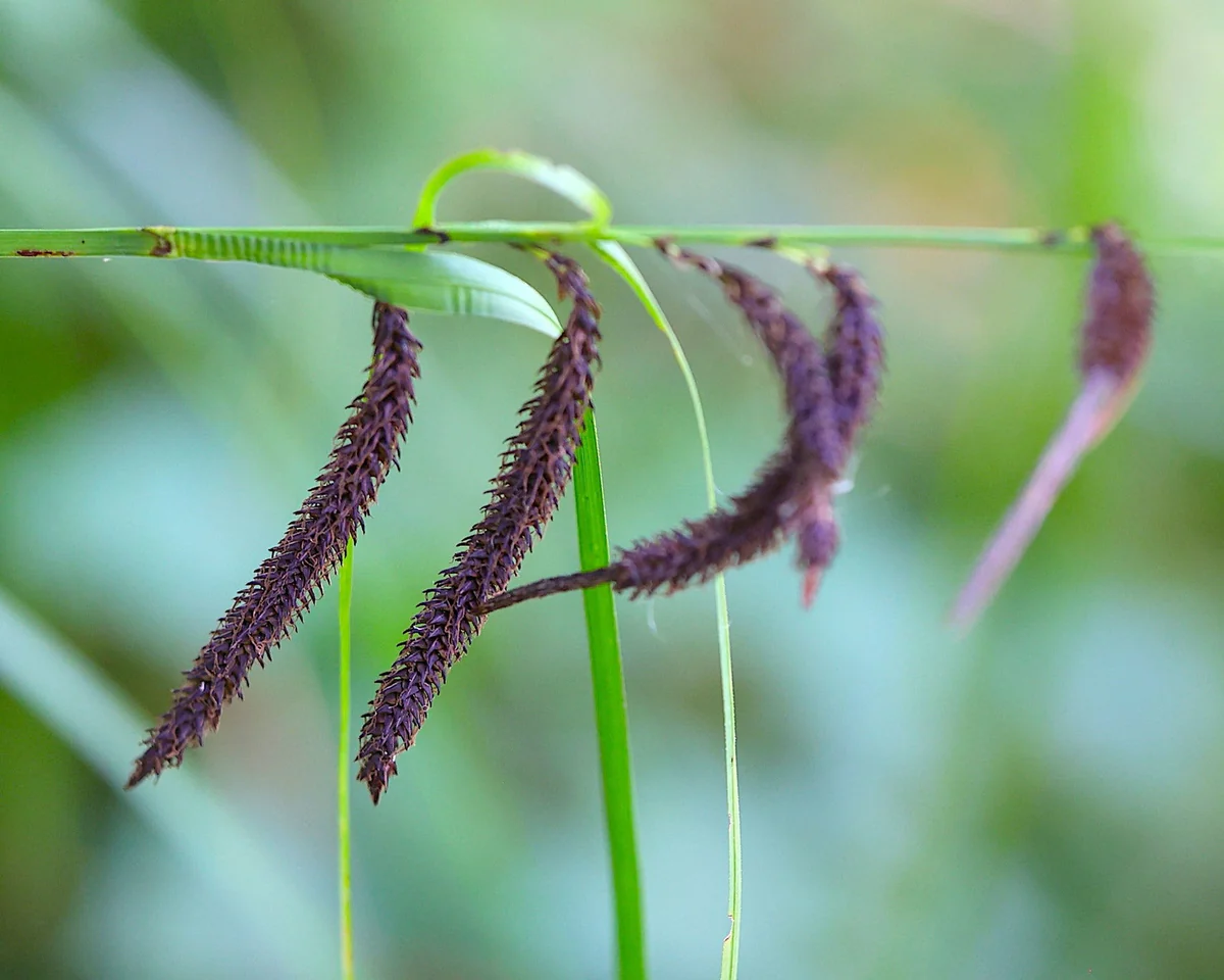 <p><span>Slough Sedge</span></p>
