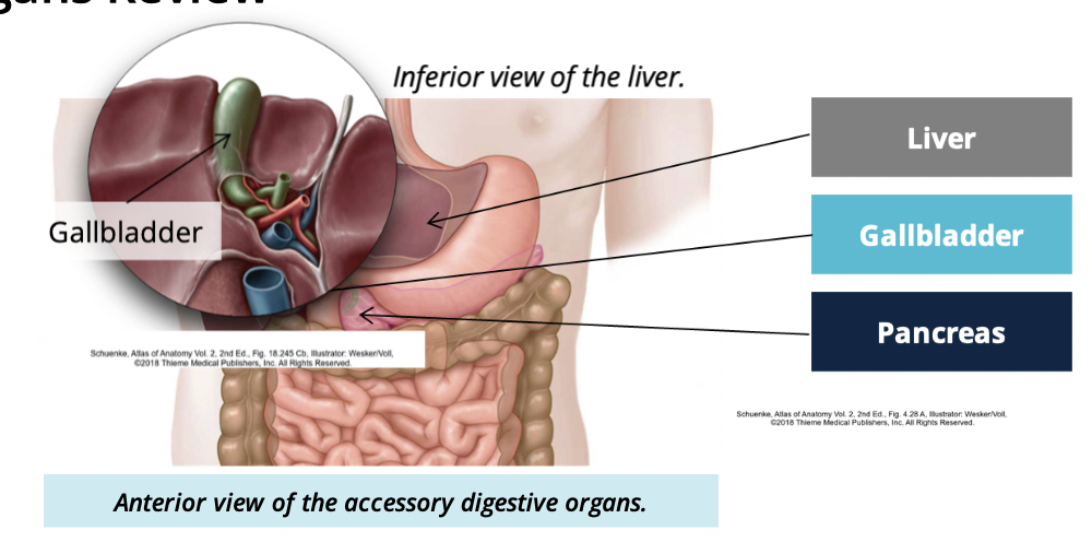 <p>a small organ underneath the liver </p>
