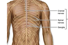 <p>cranial nerves, spinal nerves, and ganglia</p>