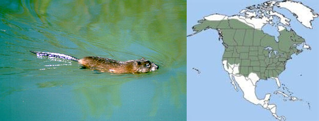 <p>Order: Rodentia</p><p>Family: Cricetidae</p><p>Genus species: <u>Ondatra zibethicus</u></p><p>Common name: muskrat</p><p>Habitat: brackish and fresh water marshes, ponds, rivers, and streams</p><p>Management issues: furbearer, agricultural pests</p>