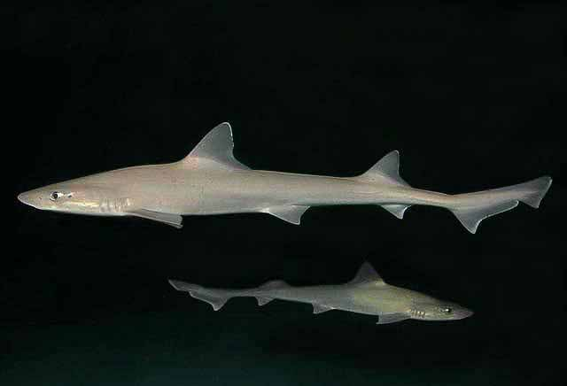 <ul><li><p><strong><u>Pelvic and anal fin, no spines, no white lateral spots ever</u></strong></p></li></ul><p></p><ul><li><p><strong>General:</strong> Slender gray-brown shark lacking the dorsal-fin spines of spiny dogfish.</p></li><li><p><strong>Size:</strong> Avg. adult <strong>90–120 cm (35–47 in; 3.0–3.9 ft)</strong>, <strong>2–6 kg (4.4–13.2 lb)</strong>;</p><ul><li><p>large adults (47–59 in; 3.9–4.9 ft) and 8–13 kg (18–29 lb).</p></li></ul></li><li><p><strong>Key IDs:</strong></p><ul><li><p><strong>No dorsal-fin spines</strong>.</p></li><li><p><strong>Anal fin present</strong>.</p></li><li><p>Blunt, rounded snout.</p></li><li><p>Uniform gray-brown coloration, ribbed; <strong>no white lateral spots</strong>.</p></li><li><p>Small pavement-like teeth adapted for crushing crabs and shellfish.</p></li></ul></li><li><p><strong>Memory cue:</strong> <strong>no spines, no spots.</strong></p></li></ul><p></p>