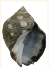 <p><strong>FILO </strong>Mollusca<strong><br>CLASE </strong>Gastropoda<br><strong>SUBCLASE </strong>Caenogastropoda<br><strong>ORDEN </strong>Neogastropoda<br><strong>FAMILIA </strong>Muricidae<br><strong>GÉNERO </strong><em><u>Acanthus brevidentata</u></em><strong><br>CARACTERÍSTICAS </strong><br><strong>RÁDULA </strong>Raquiglosa<strong><br>ALIMENTACIÓN </strong>Depredadores<strong><br>HÁBITAT </strong>Rocas, arrecifes.</p>