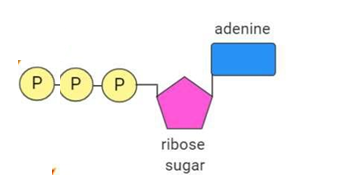 <ul><li><p>An adenosine nucleotide with <strong>two extra phosphate groups</strong> (three total)</p></li></ul><p></p>