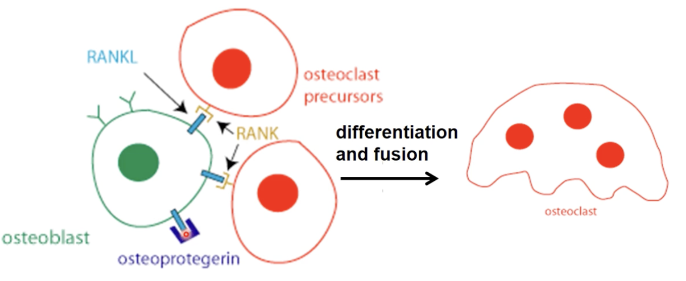 <p>Initially the osteoblasts are restoring bone</p><div data-type="horizontalRule"><hr></div><p>Osteoclast precursors have receptors</p><ul><li><p>RANK: receptor activator of nuclear factor kappa B</p></li></ul><p>Osteoblasts have ligands that can bind to the receptors</p><ul><li><p>RANKL: RANK ligands</p></li></ul><div data-type="horizontalRule"><hr></div><p>When the osteoblasts receptors and osteoclasts bind together, the ligand activates the osteoclasts receptors to bind together by differentiation and fusion to form the large osteoclast</p><div data-type="horizontalRule"><hr></div><p>Osteoclasts resorbes bone</p><div data-type="horizontalRule"><hr></div><p>Inhibiting</p><ul><li><p>OPG (osteoprotegerin) will be secreted by osteoblasts to block RANKL/RANK interactions and no resorbing occurs by binding to the ligand</p></li></ul><p></p><p></p><p></p>