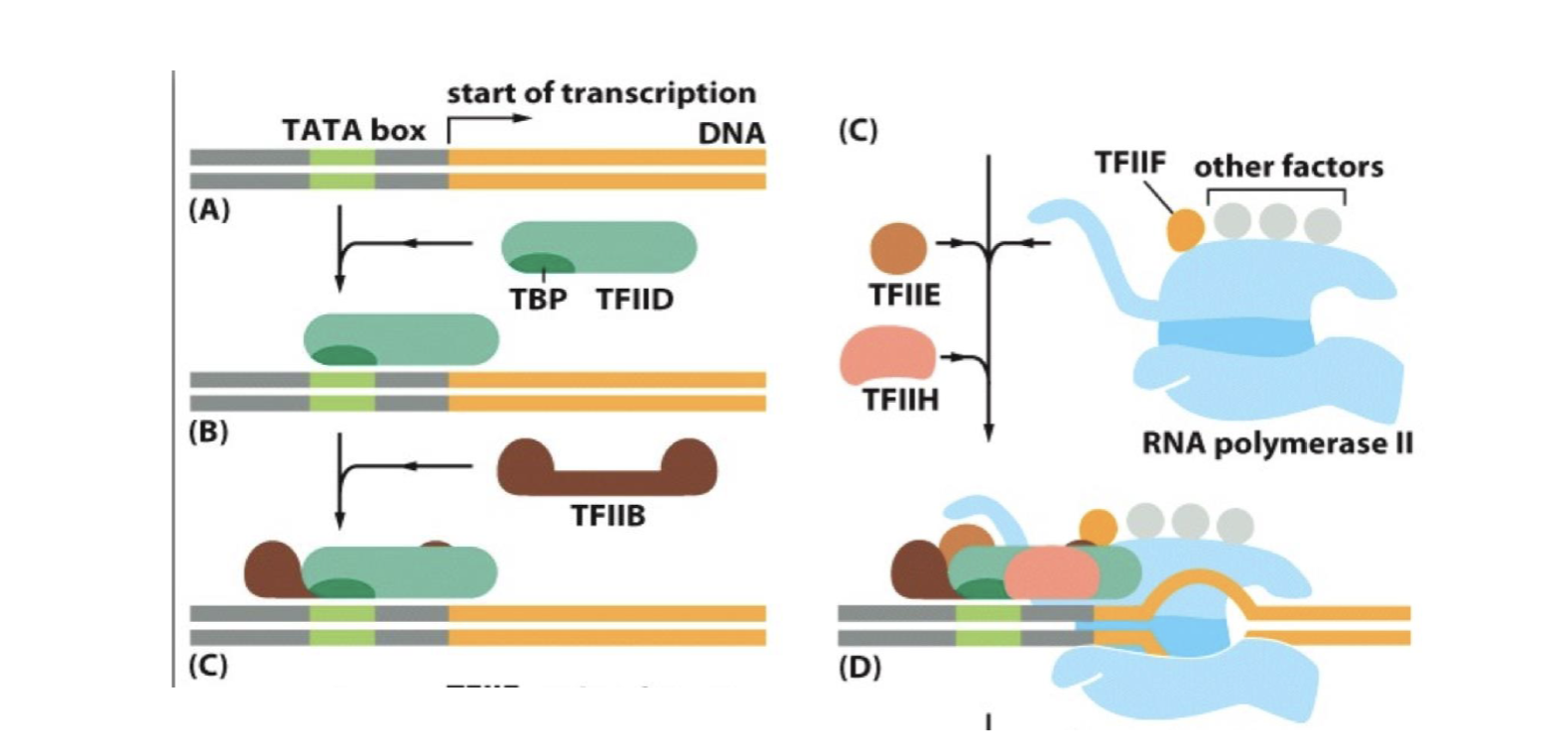 <p>how RNA poly can latch onto DNA?</p>