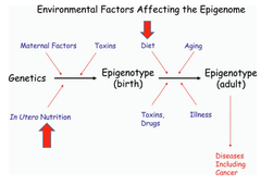 <p>epigenetic modifications, or "tags," such as DNA methylation and histone modification, alter DNA accessibility and chromatin structure, thereby regulating patterns of gene expression. Change the function of gene, by adding extra methyl group(Methylation). - usually deleterious(neglected children)</p>