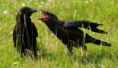 <p>Behavioral ecology</p>