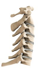 <p>Vertebrae and #Bones</p>